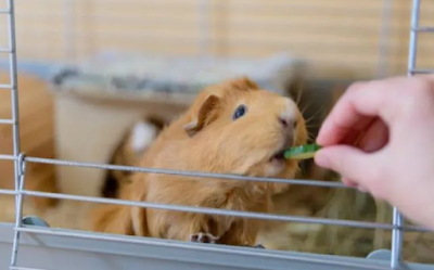 5 Things to make Guinea Pig Healthier and Happier