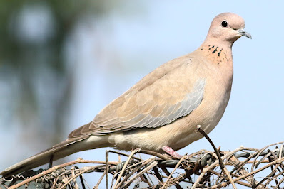 Laughing Dove