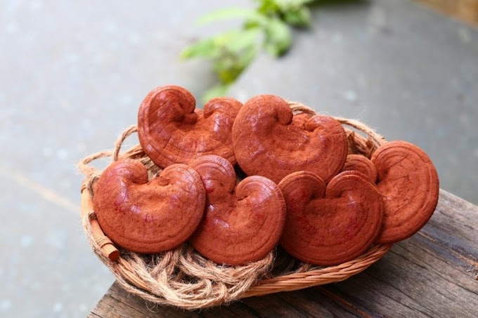 Ganoderma Mushroom Supplier in Botswana | Ganoderma Mushroom Company in Botswana | Biobritte mushroom supplier 