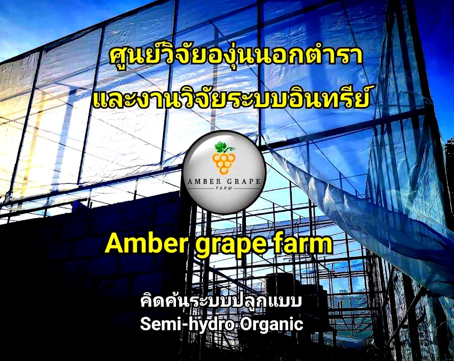 Amber grapefarm      องุ่นนอกตำรา 