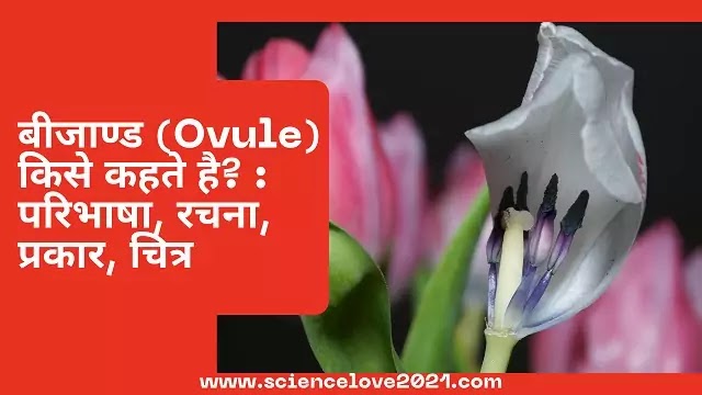 बीजाण्ड (Ovule) किसे कहते है? : परिभाषा, रचना, प्रकार, चित्र|hindi