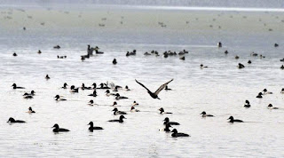 bird-dead-body-found-in-chilka-lake