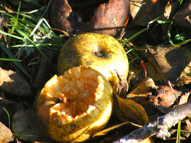 Windfall apples, Indre et Loire, France. Photo by Loire Valley Time Travel.