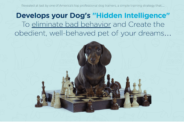 REVIEWS OF DOG BRAIN TRAINING – DOES IT ACTUALLY HELP IN THE CREATING OF A GENIUS DOG?