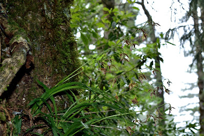 Calanthe arcuata - Arched Inflorescence Calanthe care