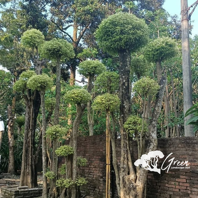 Jual Bonsai Anting Putri di Jombang Langsung Dari Petani