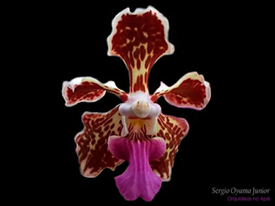 Orquídea Vanda tricolor