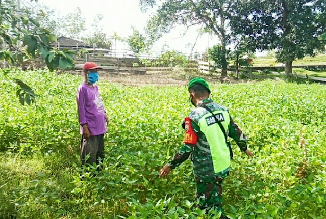 Lakukan Komsos, Babinsa Jesben Hutagalung Memotivasi Petani untuk Meningkatkan Produksi Pertaniannya