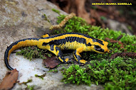 Salamandra