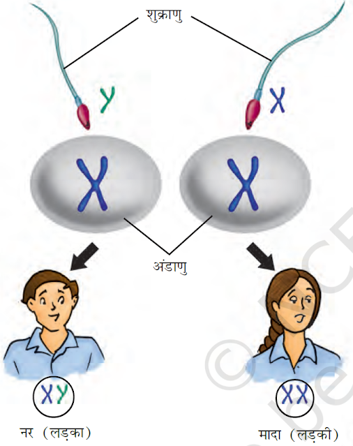 Male and Female Birth X and Y chromosomes