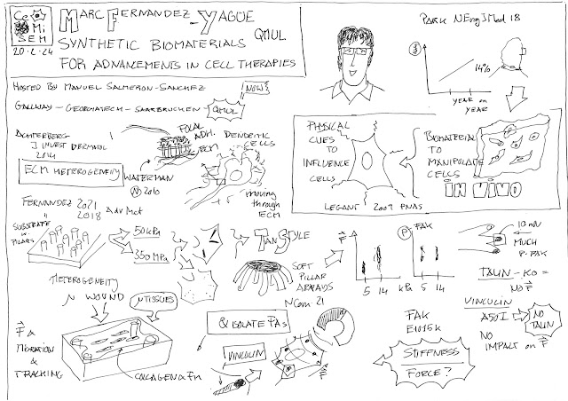 sketch of a scientific talk about cell adhesions, what guides cell adhesions, hydrogels as tools to analyse cell forces