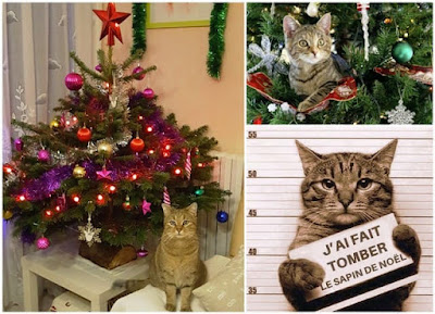 Entre le chat et le sapin de Noël l’heure du combat a sonné.https://ptitrapporteurdumagarin.blogspot.com/