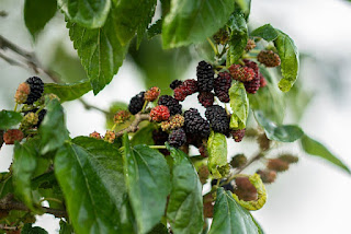 gambar mulberry arbei