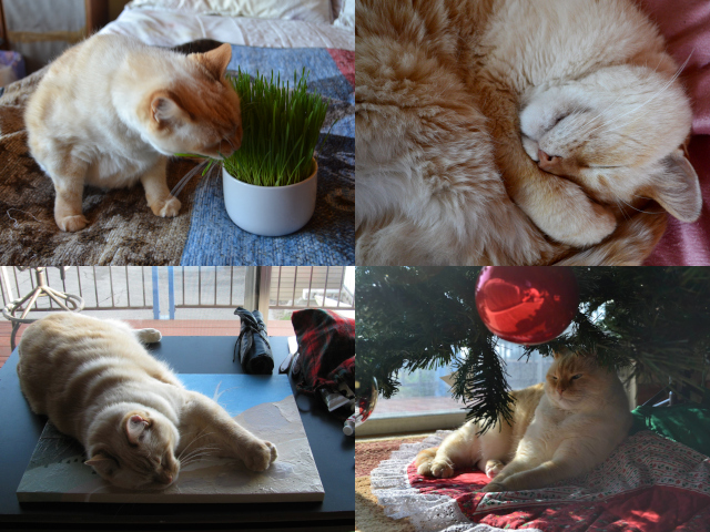 more cat pictures: chomping down on grass, closeup curled up, stretched out on painting, under the Christmas tree
