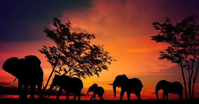 Safari in Sri Lanka