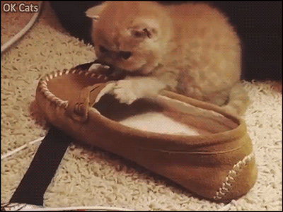 Snuzzy Kitten GIF • Cute 3 weeks old Persian kitten loves her slippers. If it fits, I sits [ok-cats-gifs.com]