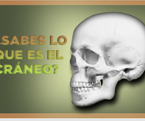 ¿Sabes realmente lo que es el cráneo?