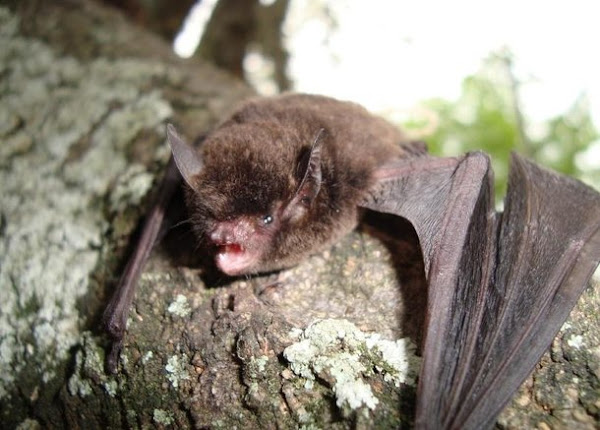 7 curiosidades estranhas que os morcegos fazem