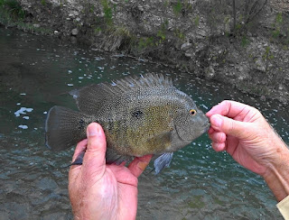 Rio Grande Cichlid, Texas Cichlid, Cichlid on the fly , fly fishing for rio grande cichlid, texas fly fishing, fly fishing texas, YOTRio2021, year of the Rio