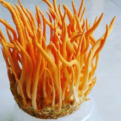 Cordyceps mushroom products in UAE | MycoNutra® Cordyceps | MycoNutra® Cordyceps mushroom supplements