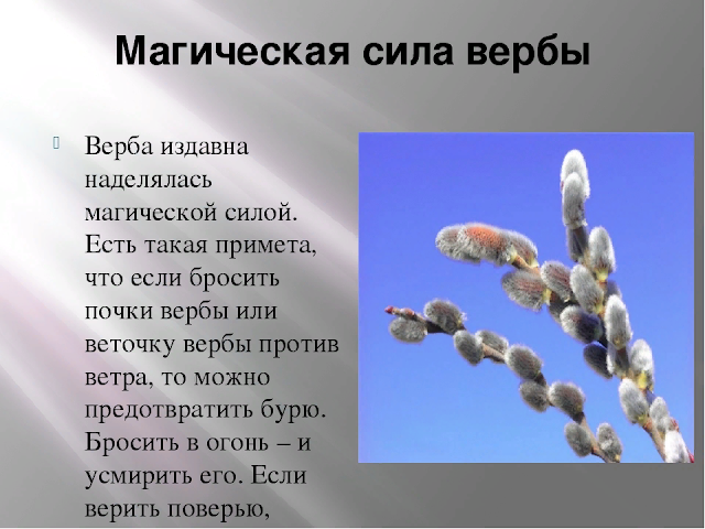 Что означает вербное воскресенье. Сообщение о вербе. Верба для дошкольников. Веточка вербы приметы. Верба информация для детей.