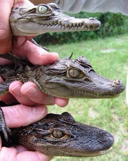 A diferença entre Crocodilo, Jacaré e Aligator. (de cima pra baixo).