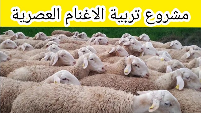 مشروع تربية الأغنام