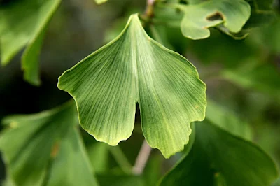 Ginkgo biloba harmonal balance - Women Steps