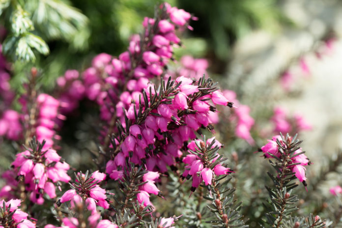 Winter in the garden: 9 plants and shrubs that do not fear frost