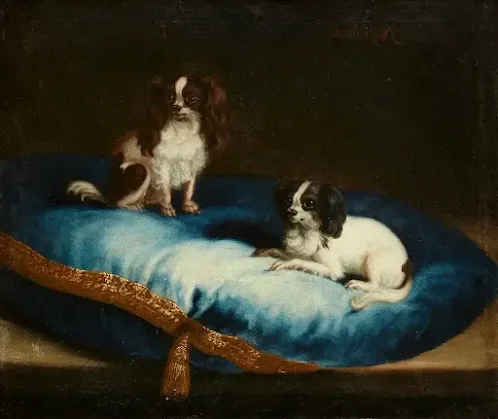 Phalène dogs were highly fashionable at Versailles during the 18th century