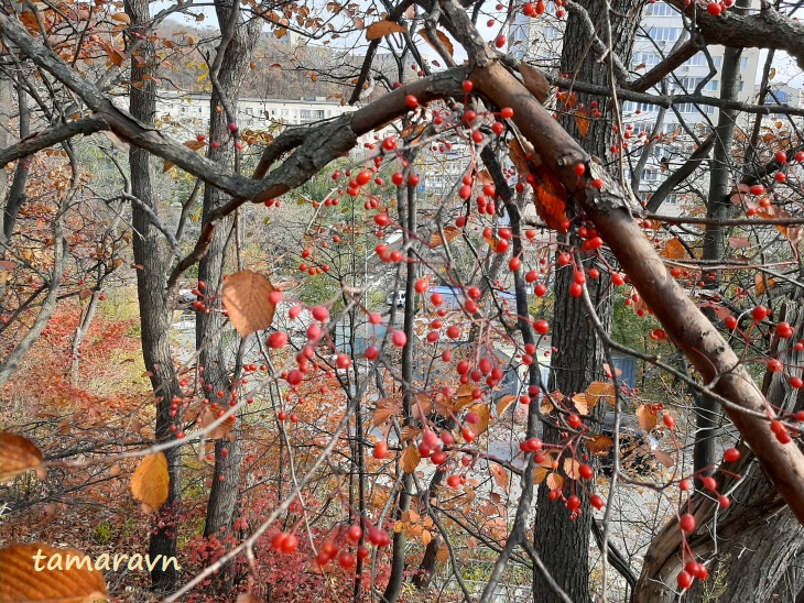 Мелкоплодник ольхолистный / Рябина ольхолистная (Micromeles alnifolia, =Sorbus alnifolia)