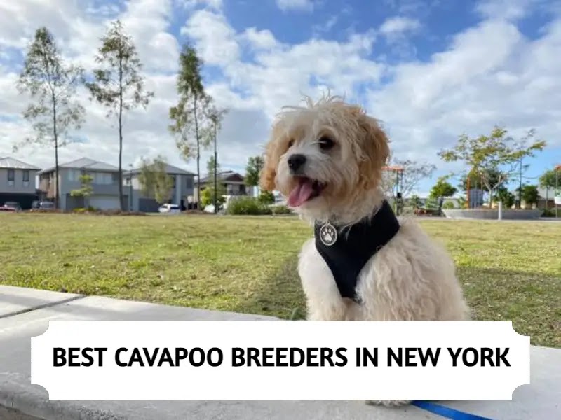 Cavapoo Breeders in New York
