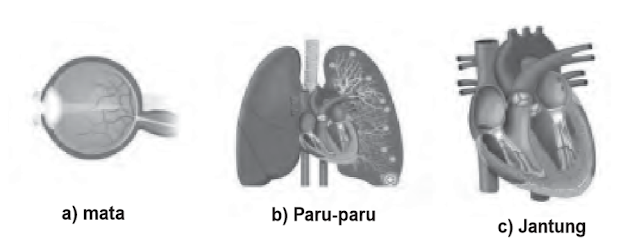 Gambar organ mata, paru-paru, jantung, pada manusia