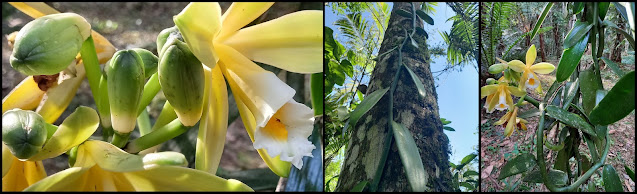 Vanilla chamissonis flor