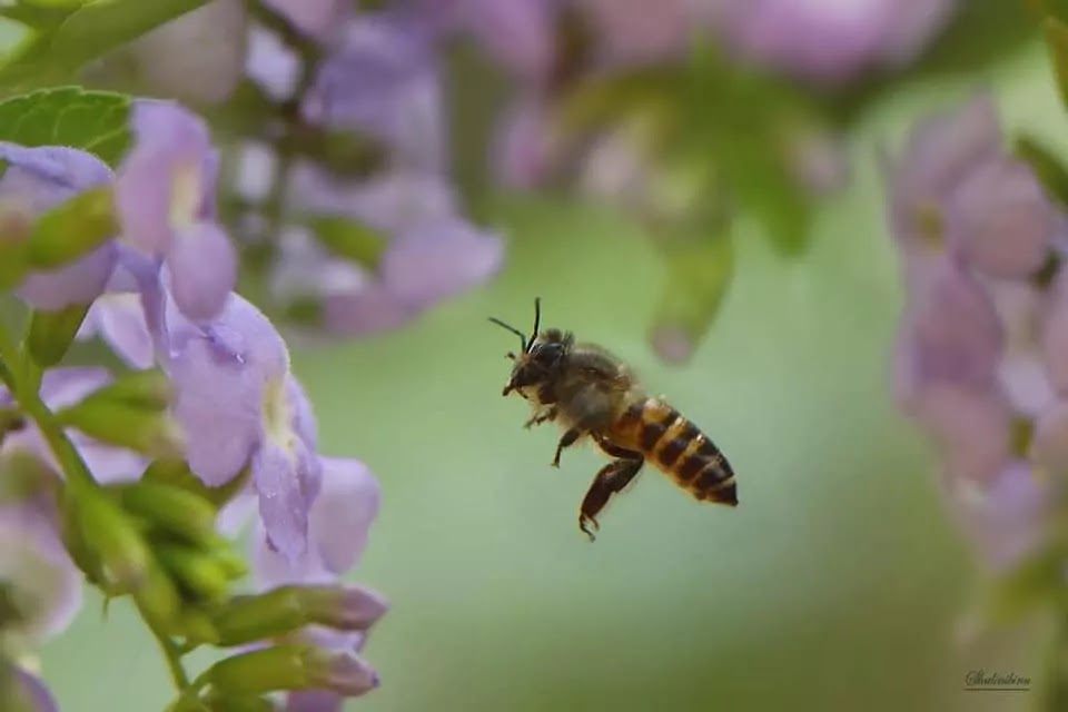 Buzzing Honey Bee, pollen bee flight, Asian honey bee