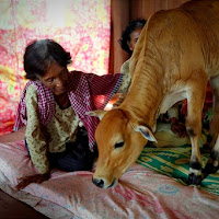 Kerana Percayai Jelmaan Mendiang Suami, Wanita Berkahwin Dengan Lembu