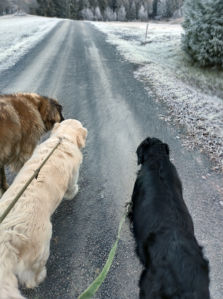 golden retriever leonberger flat coted retriever