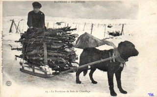 chien traineau bois chauffage st-pierre-et-miquelon