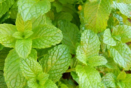 Health Benefits Of Mint Leaves: As a Prevention, As a Treatment And Beauty
