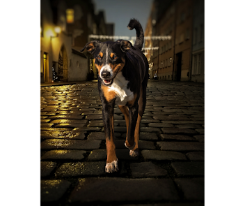 Tri coloured cross breed dog walking towards the camera down a dark street