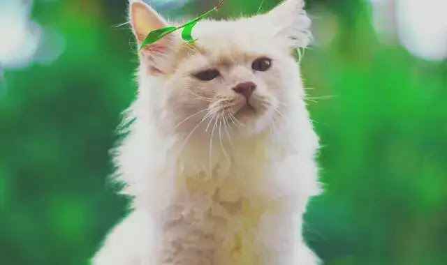 shirazi persian cat and Breeding small Shirazi cats - Okaymood Pets