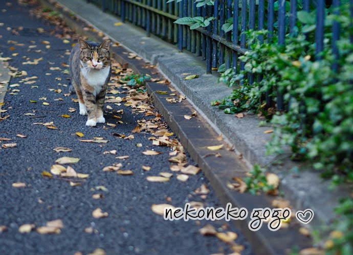 ねこ散歩で会った三毛猫さん