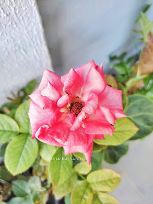 Koleksi Bunga Ros di Taman Mini Kak Sue