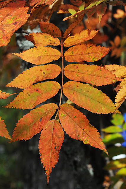 Рябина смешанная (Sorbus commixta)