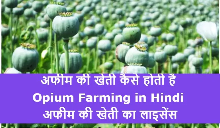 अफीम की खेती कैसे होती है | Opium Farming in Hindi | अफीम की खेती का लाइसेंस