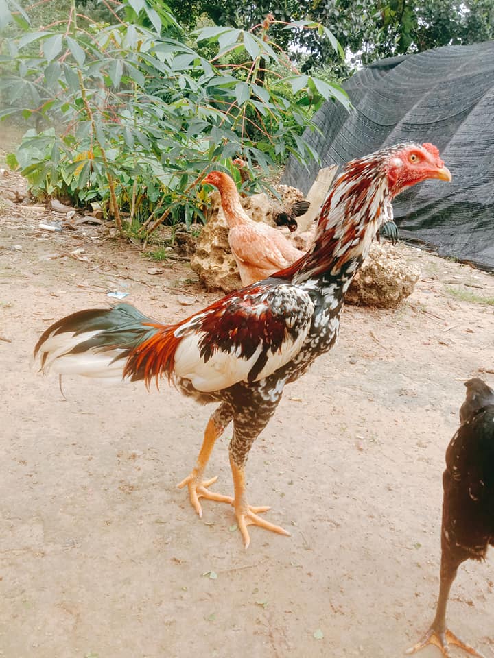 Ayam bangkok siap kawin