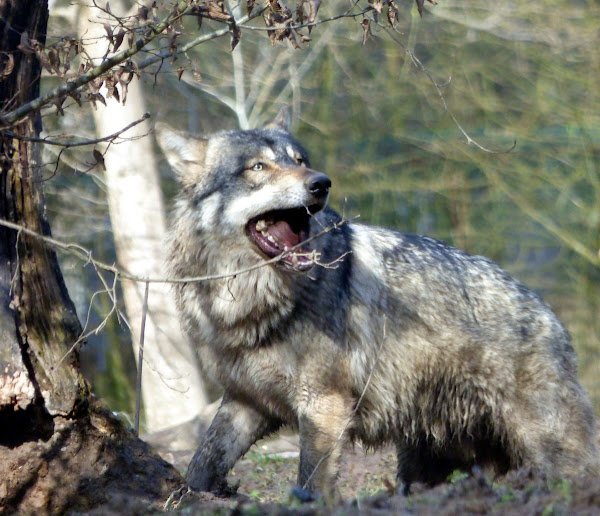 Lobo cinza tem origem muito antiga é um sobrevivente da Idade do Gelo