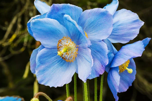 Himalayan Blue Poppy