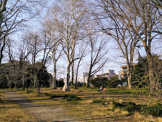小石川植物園　スズカケの並木