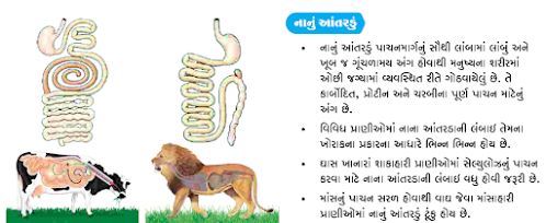 Human Digestive System | મનુષ્યનું પાચનતંત્ર